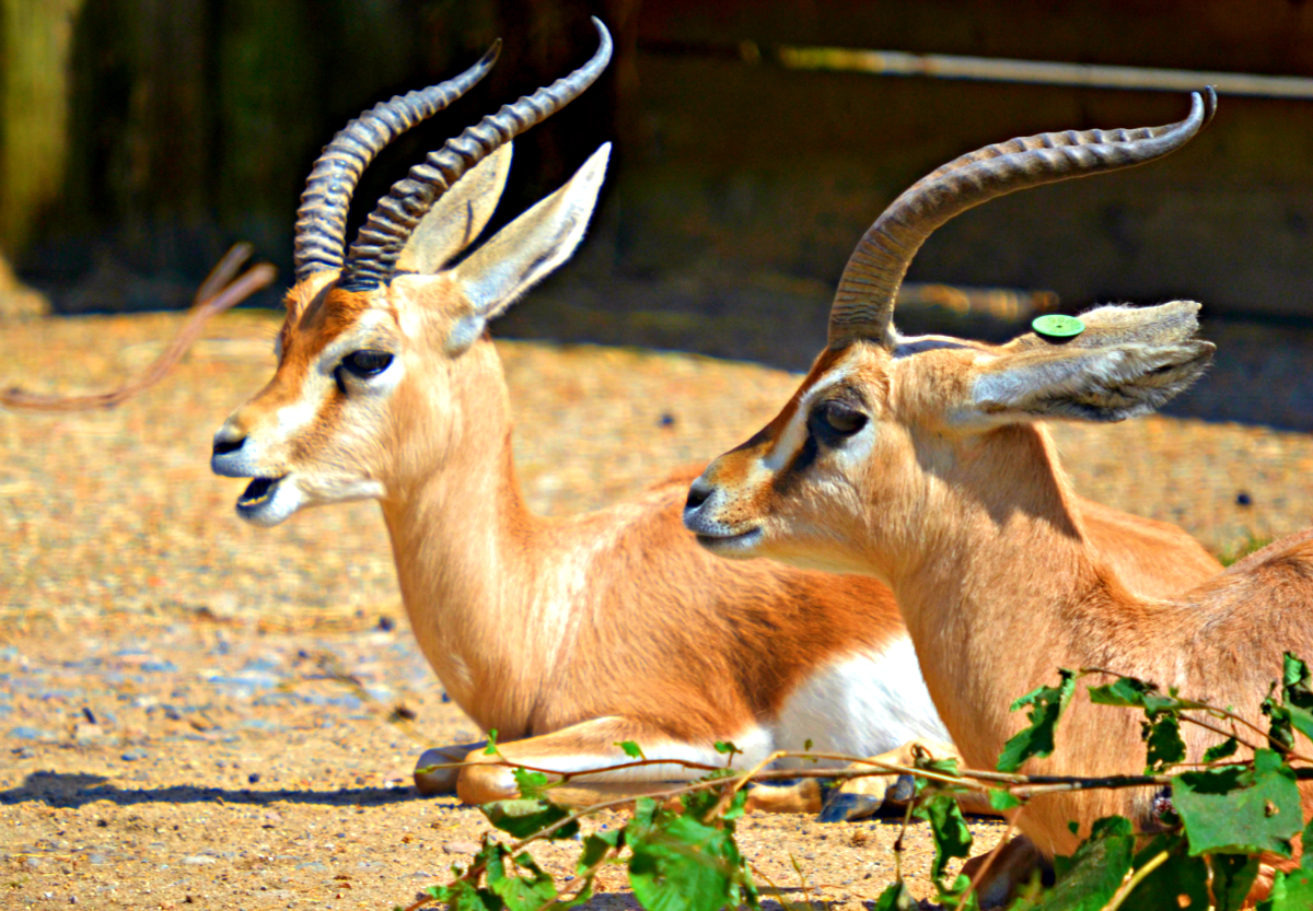 DORCAS GAZELLE