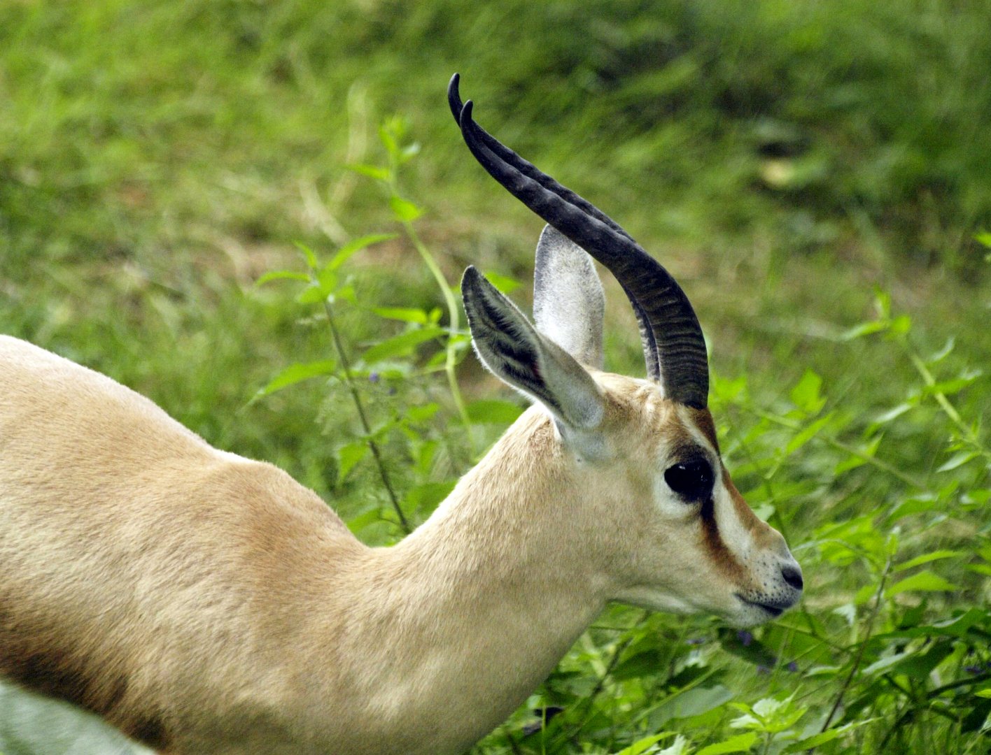 Dorcas gazelle