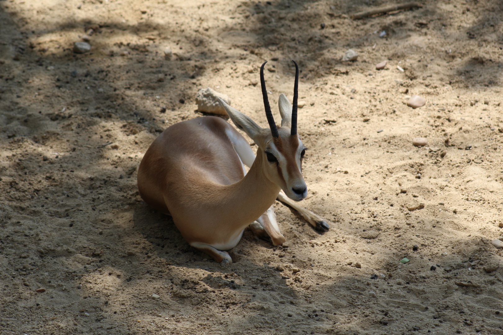 Dorcas Gazelle