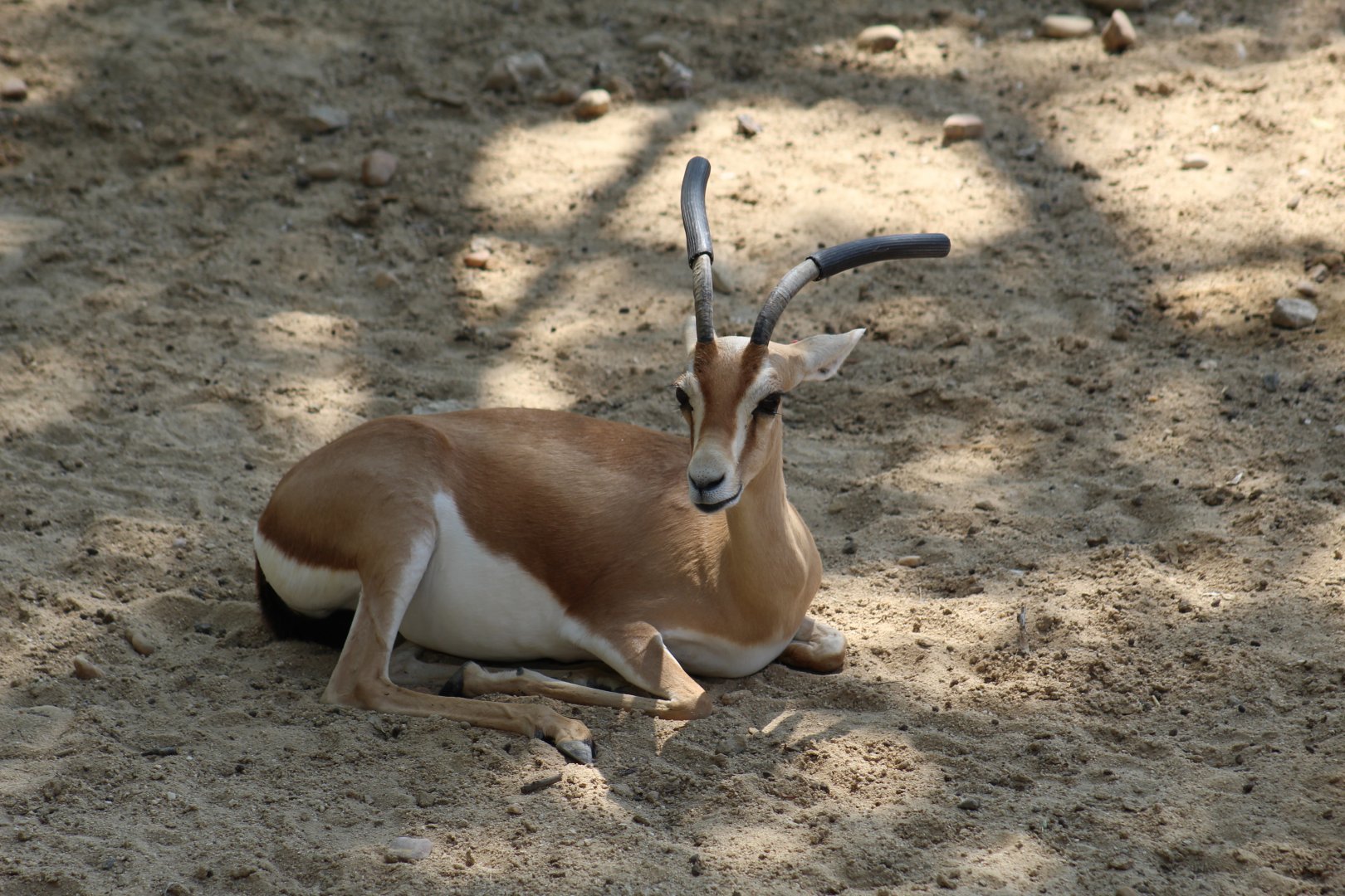 Dorcas Gazelle