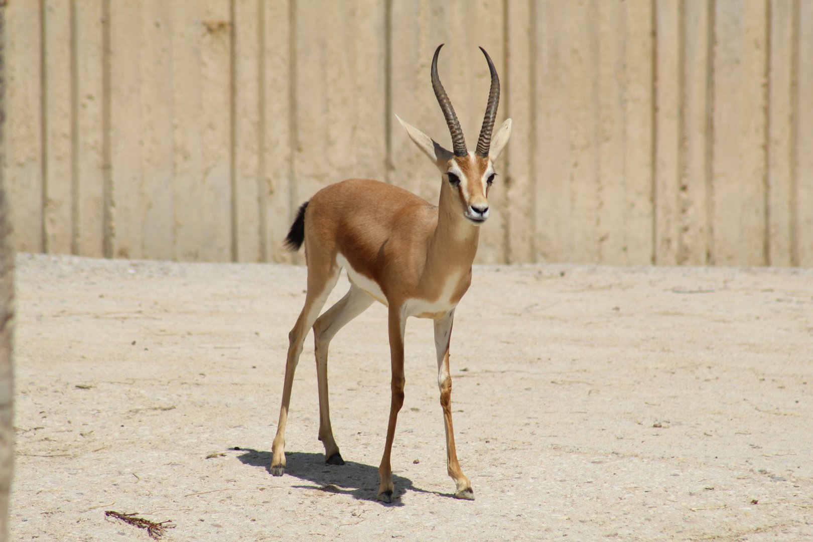 Dorcas Gazelle