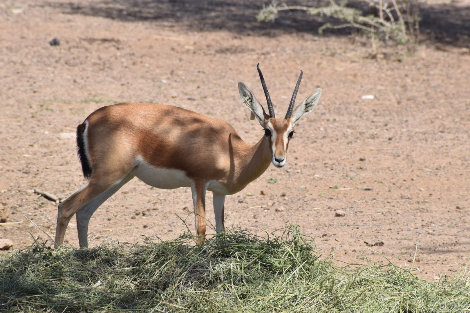 Dorcas gazelle