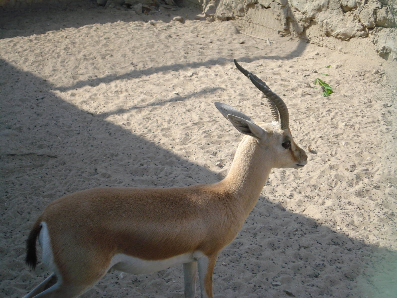 Dorcas gazelle