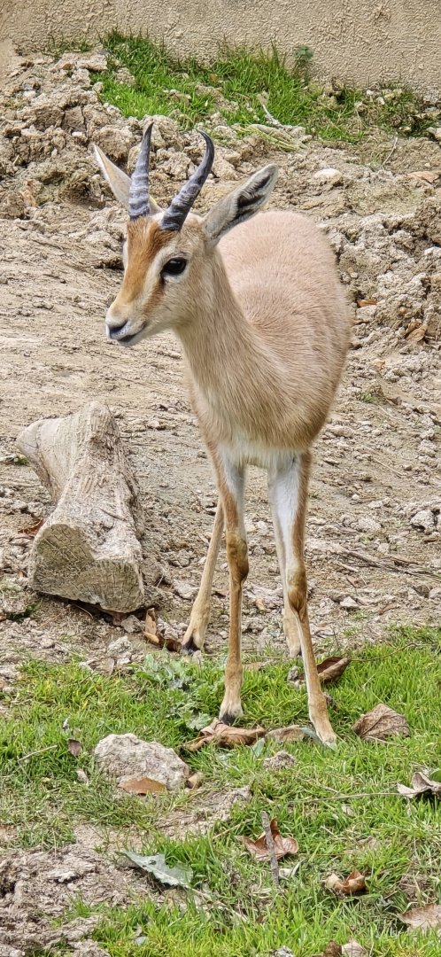 Dorcas gazelle