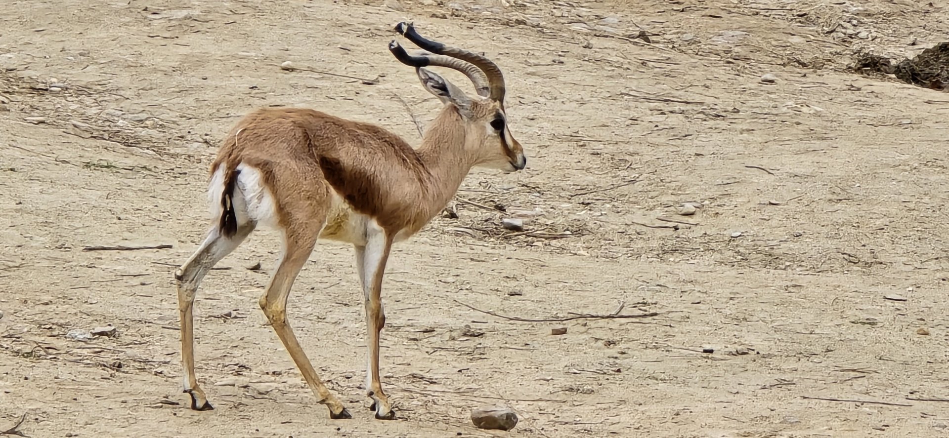 Dorcas gazelle