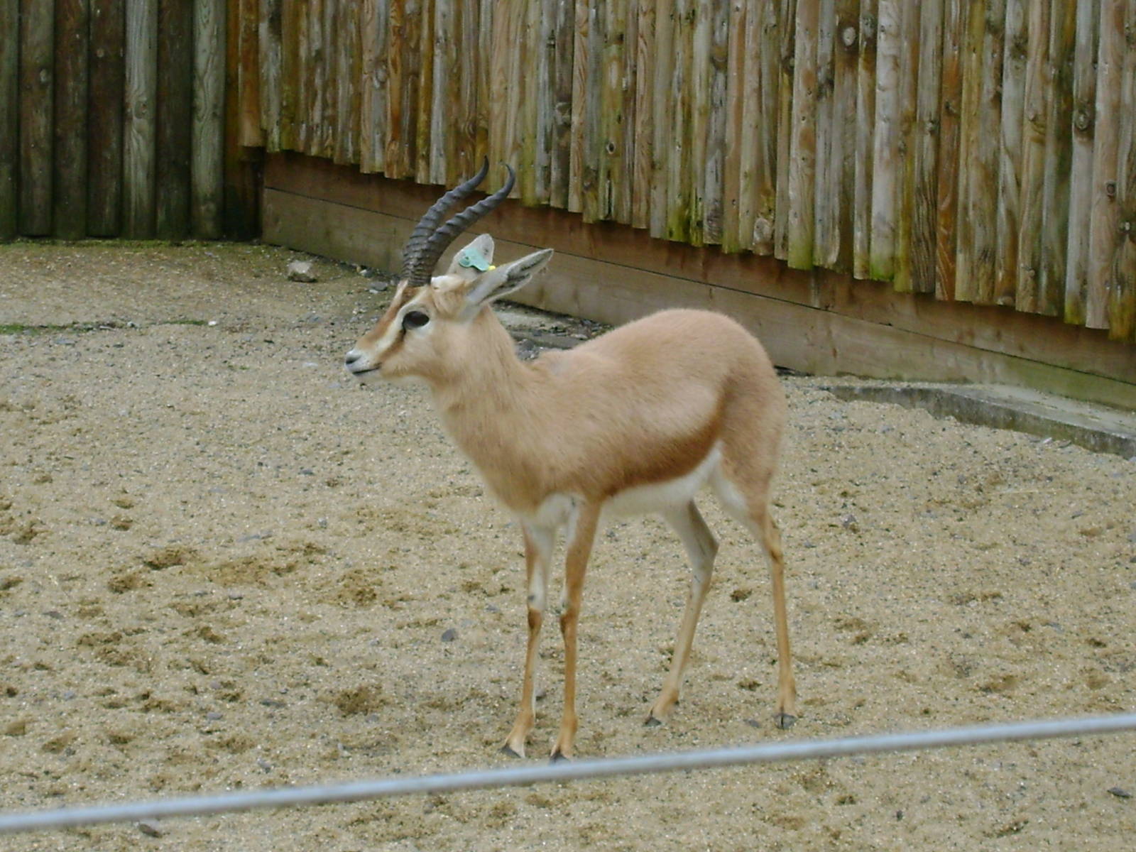 Dorcas gazelle