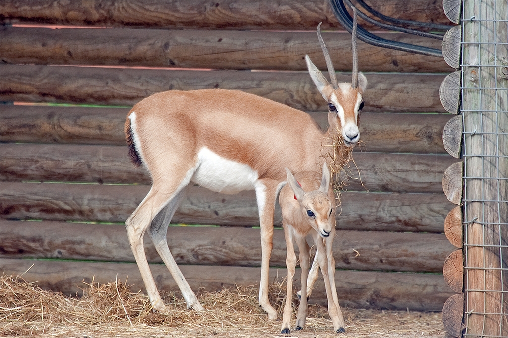 Dorcas Gazelle