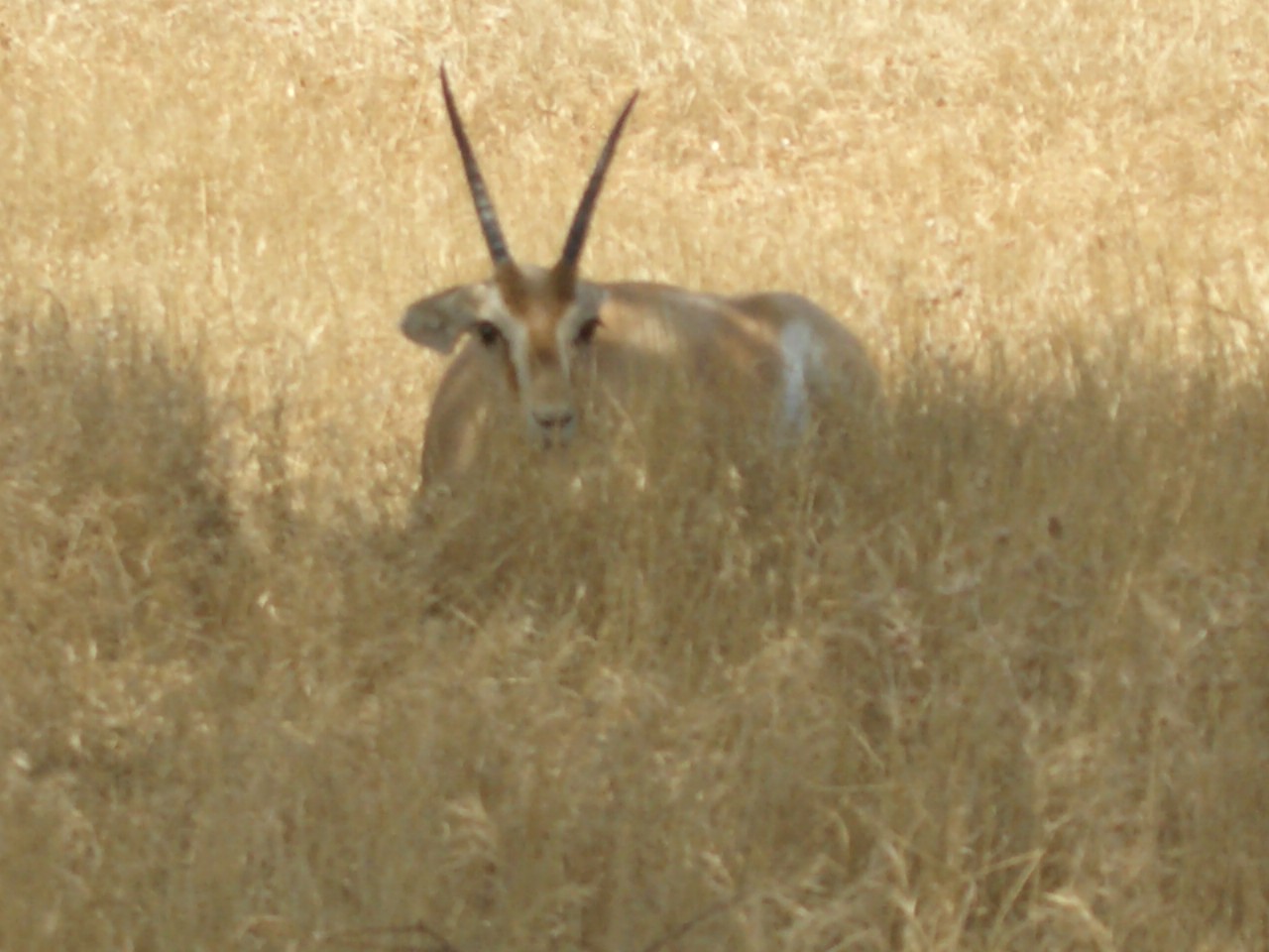 dorcas gazelle