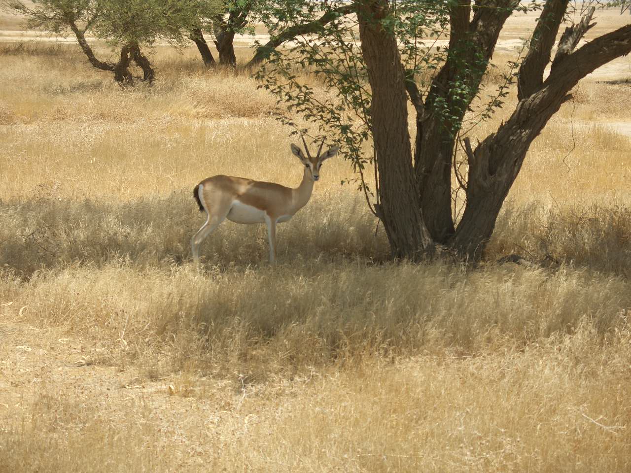 dorcas gazelle
