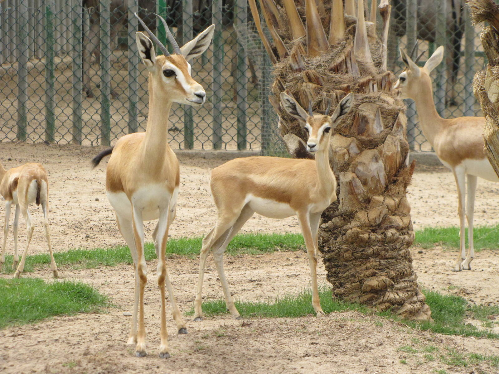 dorcas gazelle