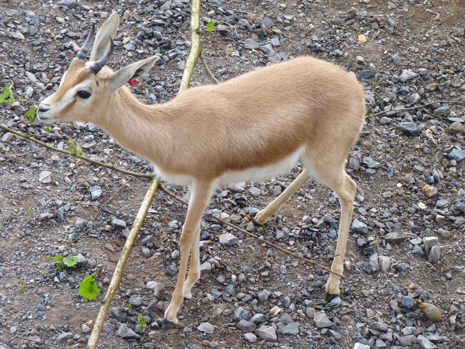Dorcas Gazelle