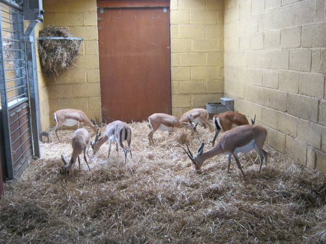 Dorcas Gazelles 2012
