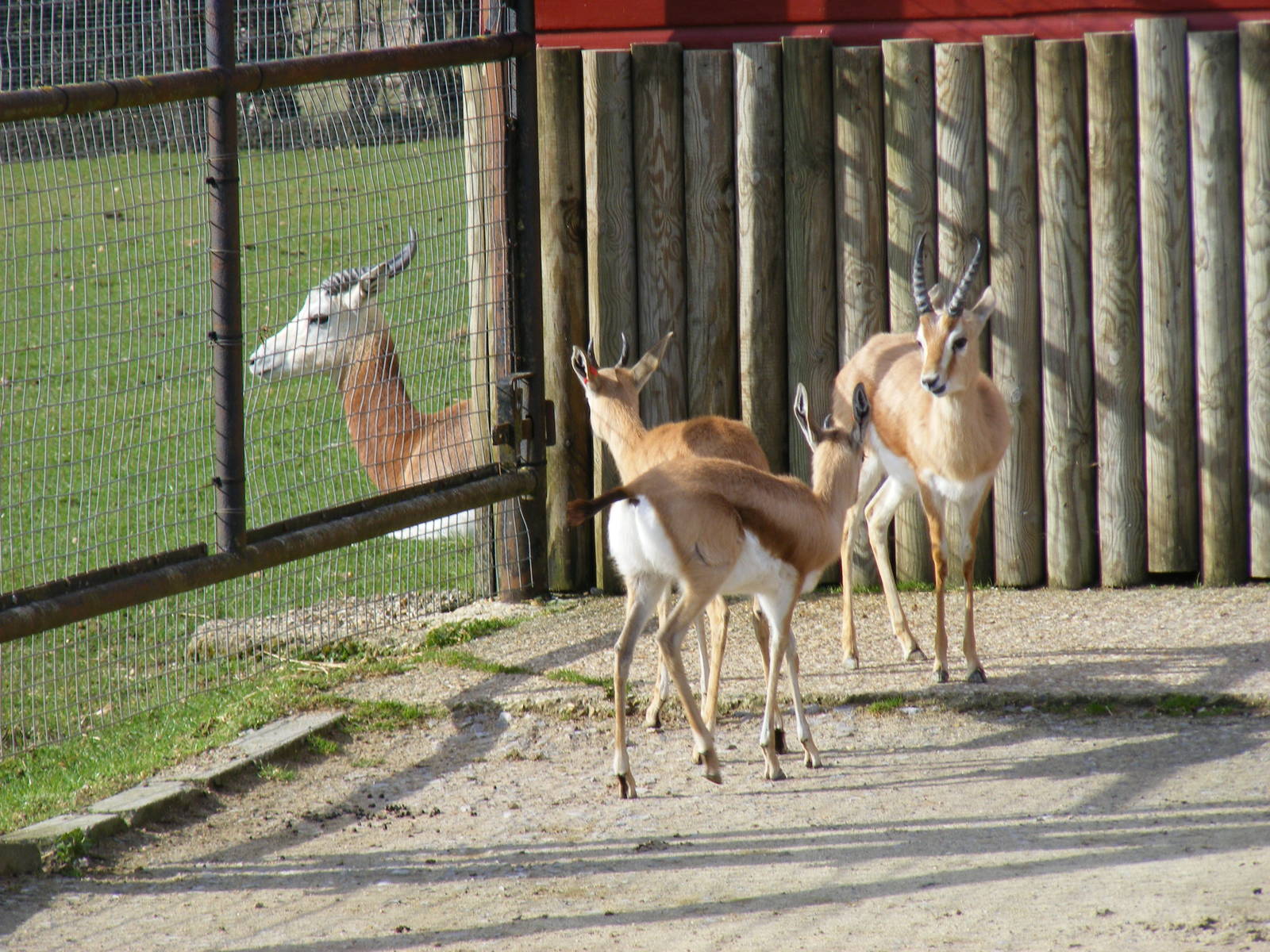 Dorcas gazelles and Dama gazelle at Marwell Wildlife, 21 March 2010