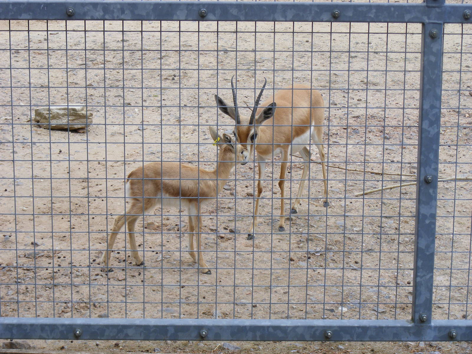 Dorcas gazelles at Marwell Wildlife, 31 May 2010