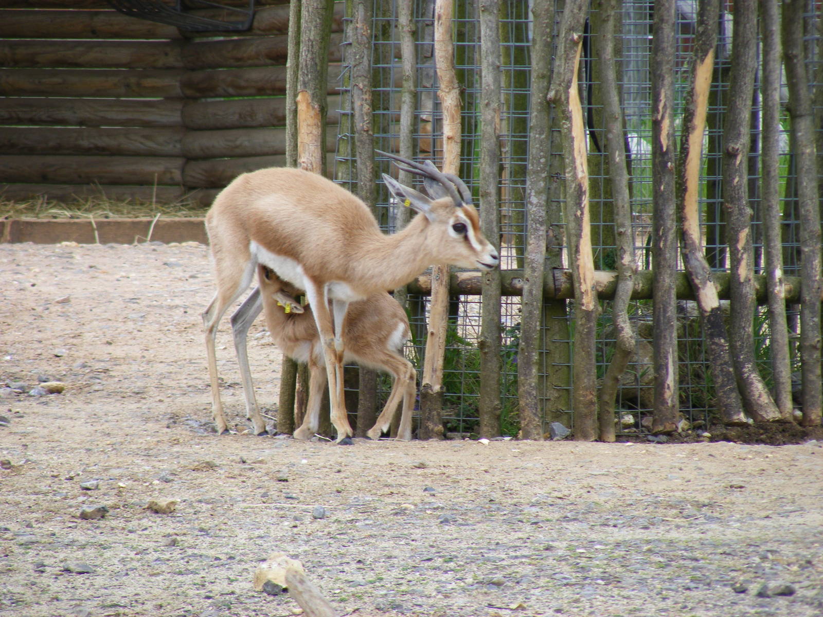 Dorcas gazelles at Marwell Wildlife, 9 May 2010
