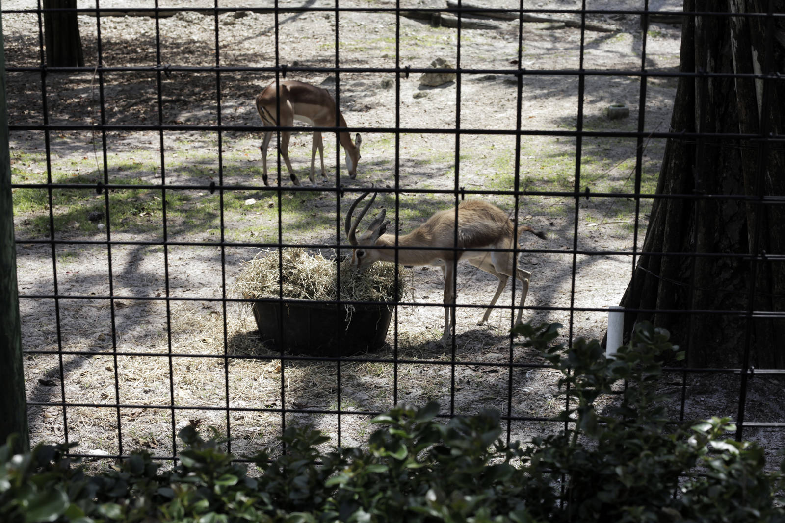 Dorcas Gazelles - Gazella dorcas