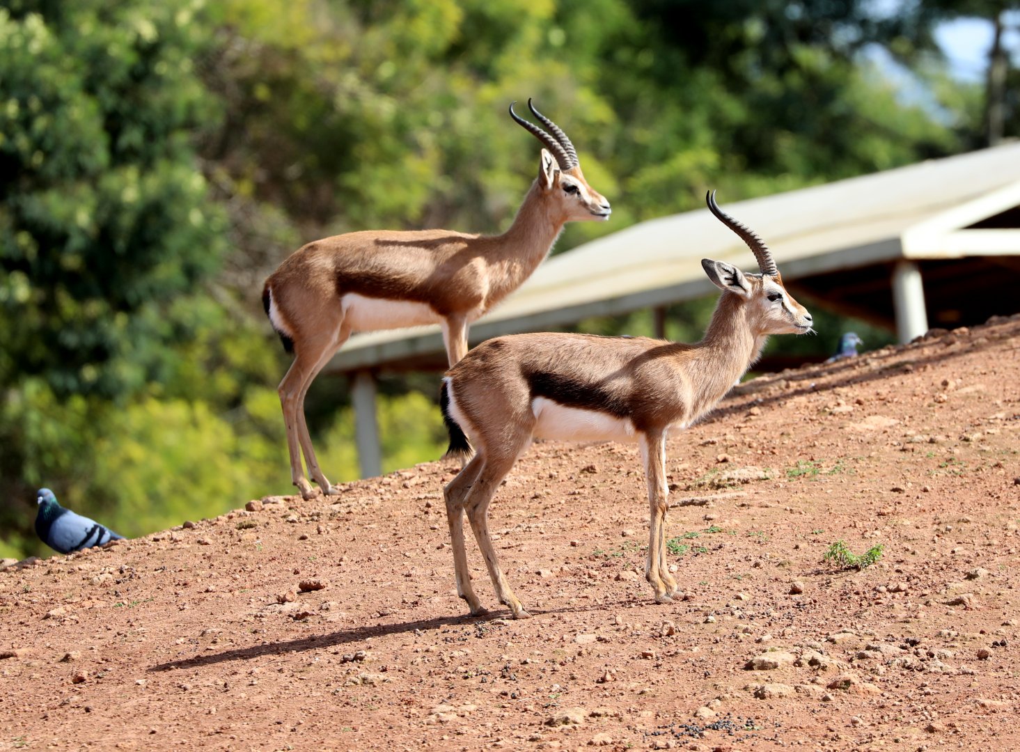 Dorcas Gazelles (Gazella dorcas)
