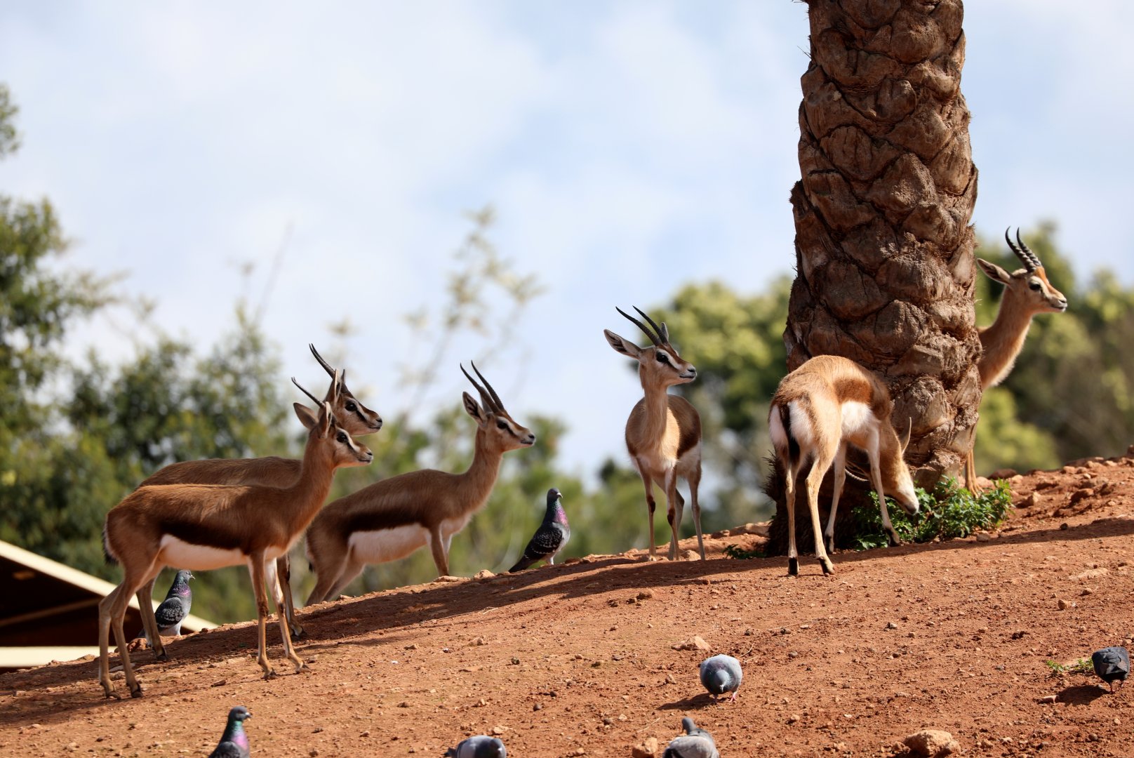 Dorcas Gazelles (Gazella dorcas)