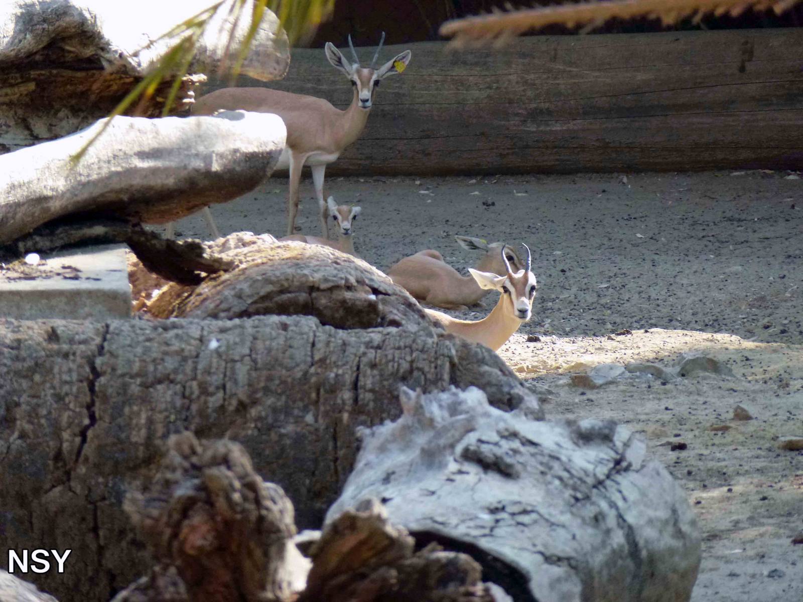 Dorcas gazelles, July 2013.