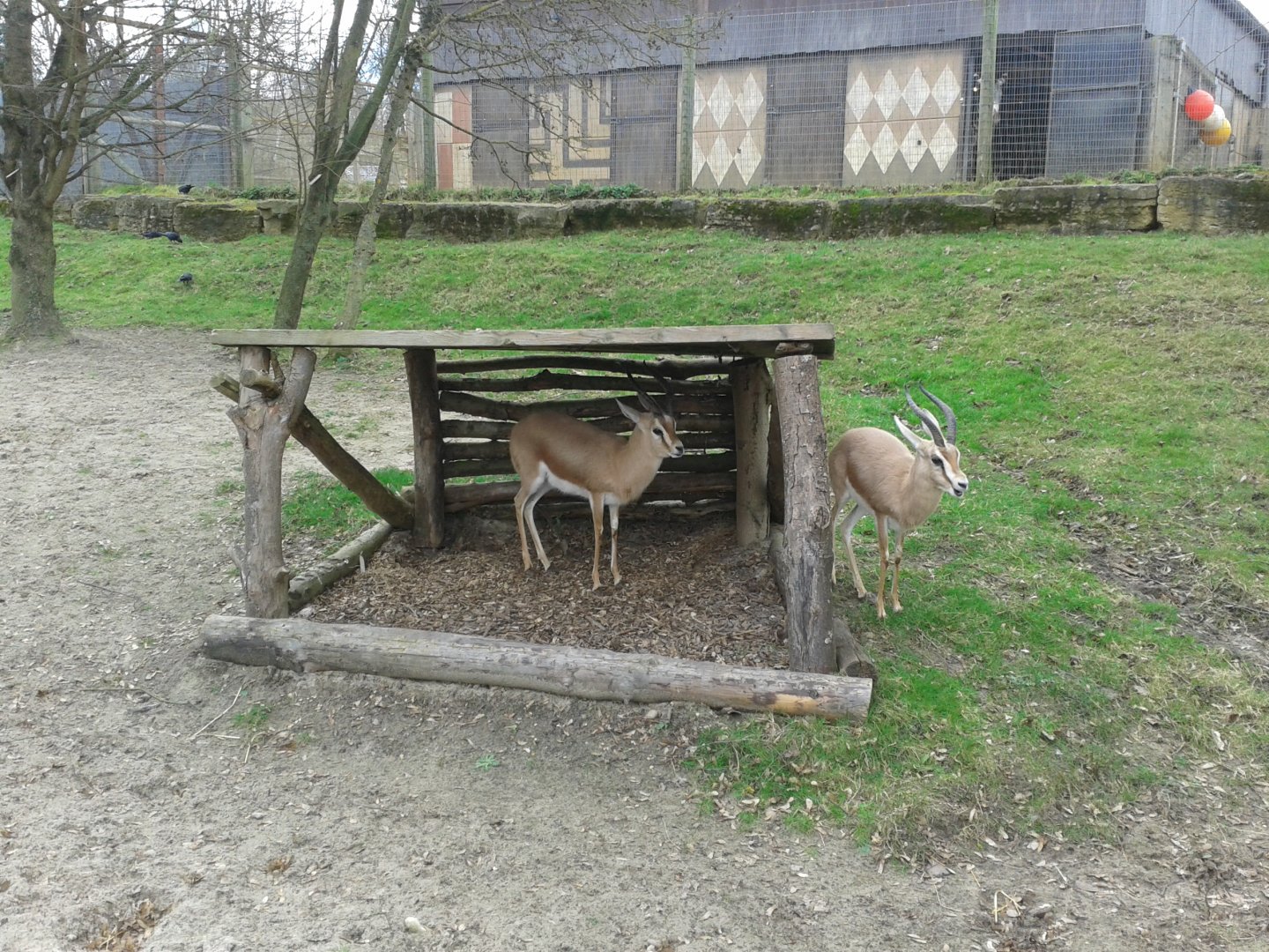 Dorcas Gazelles (with Grevy's Zebra just visible in the house behind)