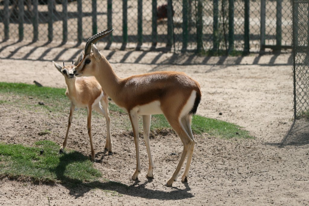 Dorcas Gazelles