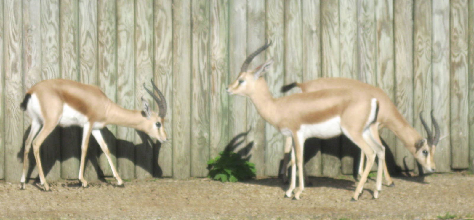 Dorcass Gazelle