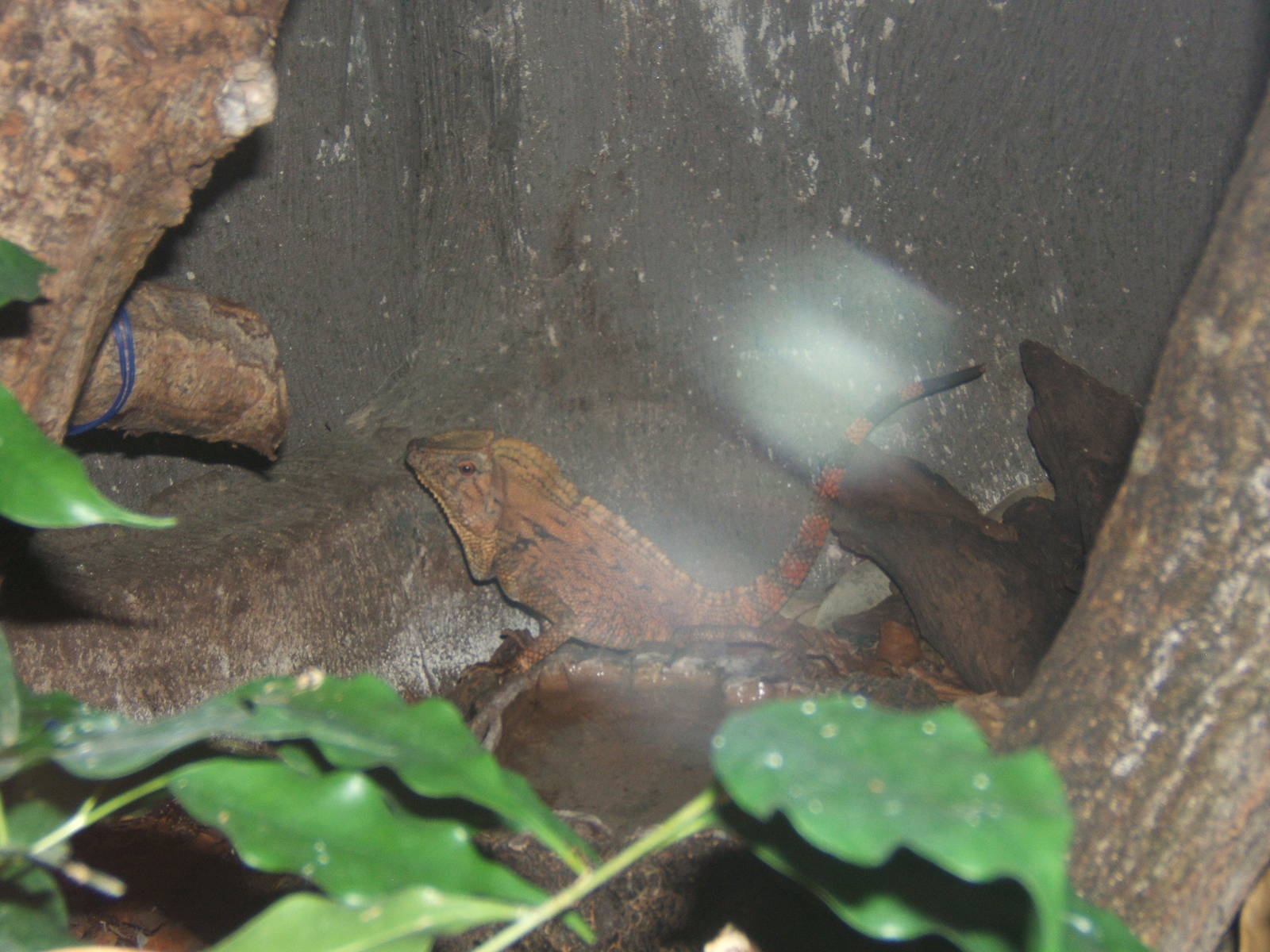 Doria`s Angleheaded Lizard