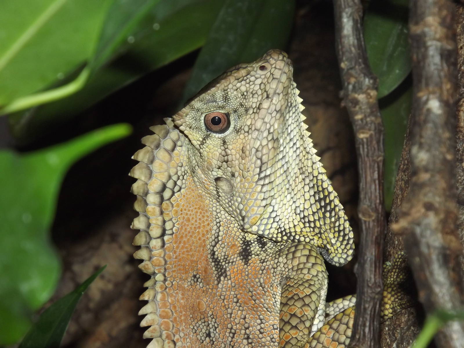Doria's Angle Head Lizard at Chester Zoo 31/03/12