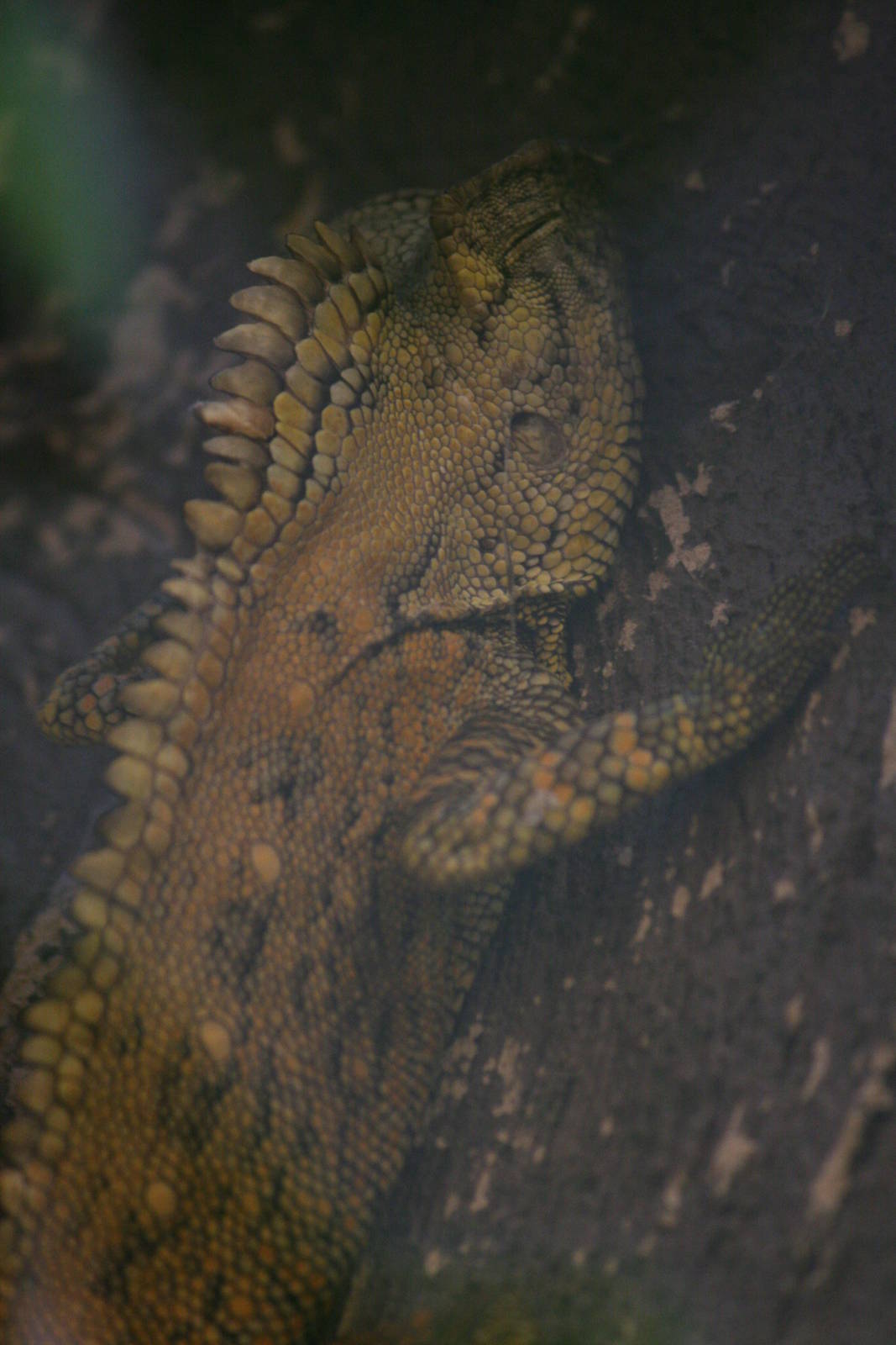 Doria's anglehead lizard