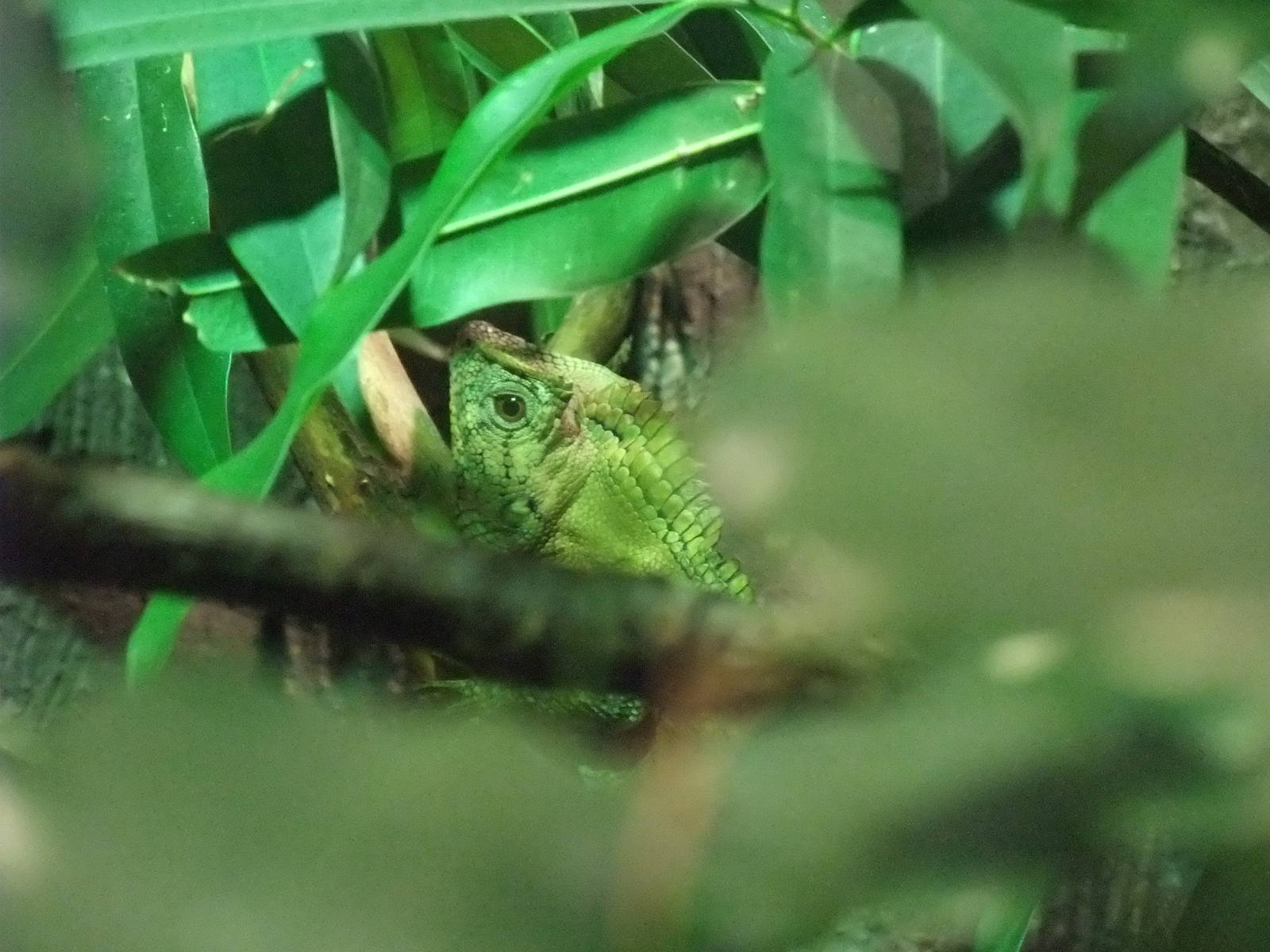 Doria's Angulated Lizard at Chester, 04/02/12
