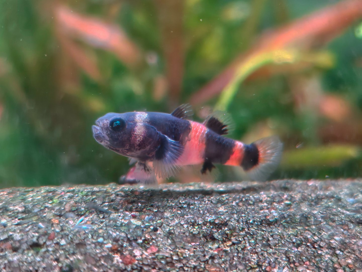 Doria's Bumblebee Goby (Brachygobius doriae)