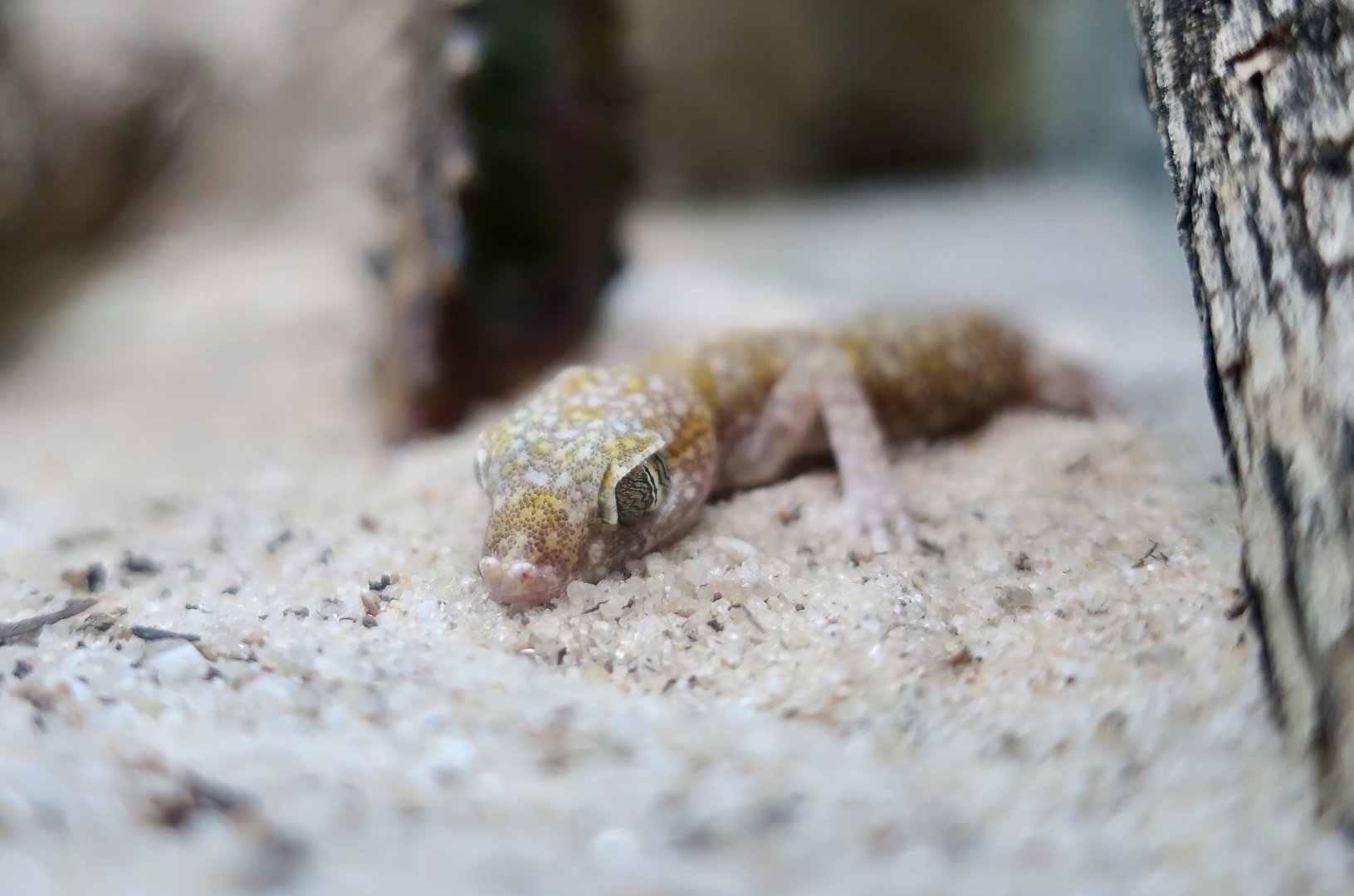 Doria's Comb-Fingered Gecko (Stenodactylus doriae) - The Gecko Gallery NYC