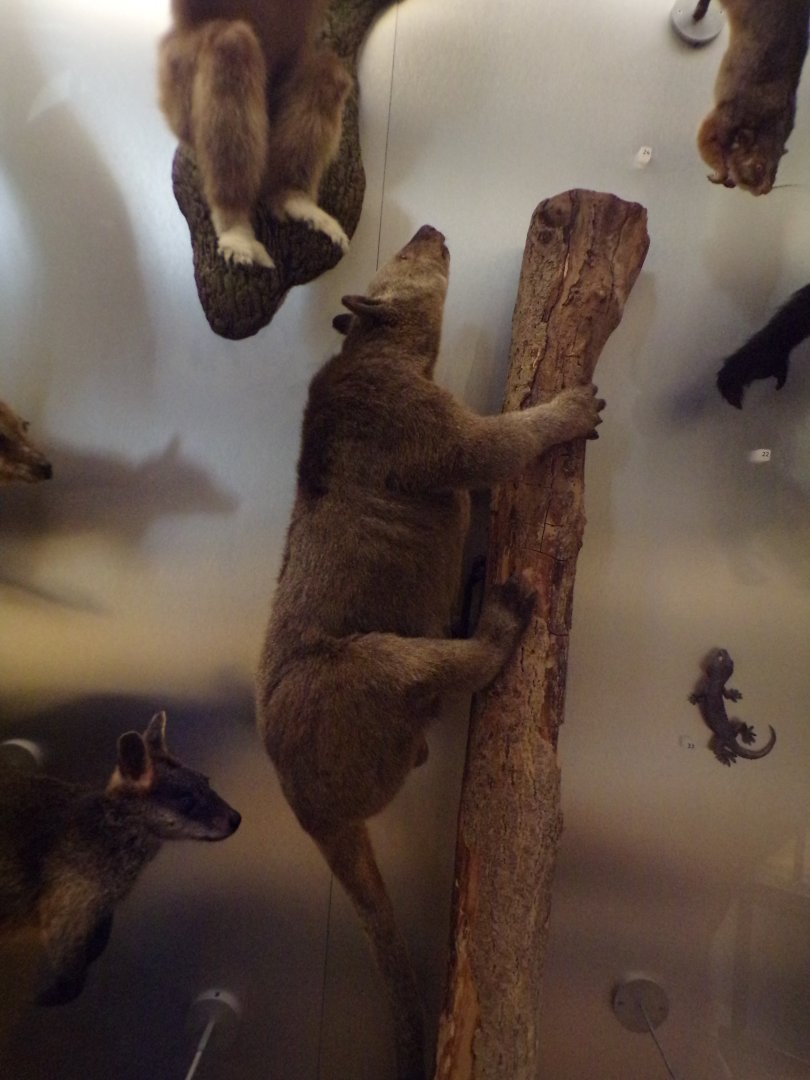 Doria’s tree kangaroo 26.8.23