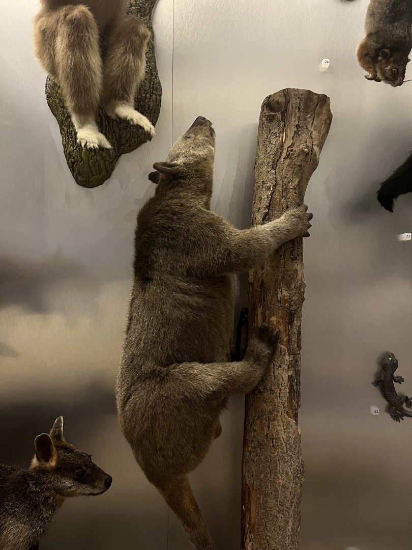 Doria’s tree kangaroo 29.7.23
