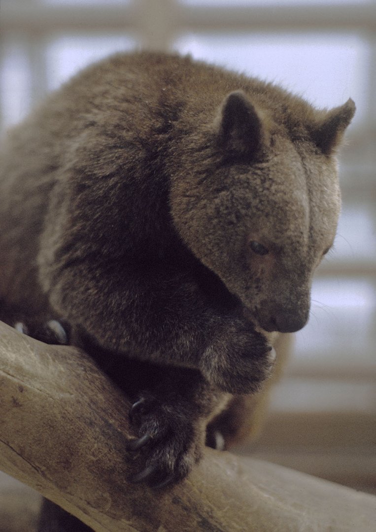 Doria's tree kangaroo, August 1973