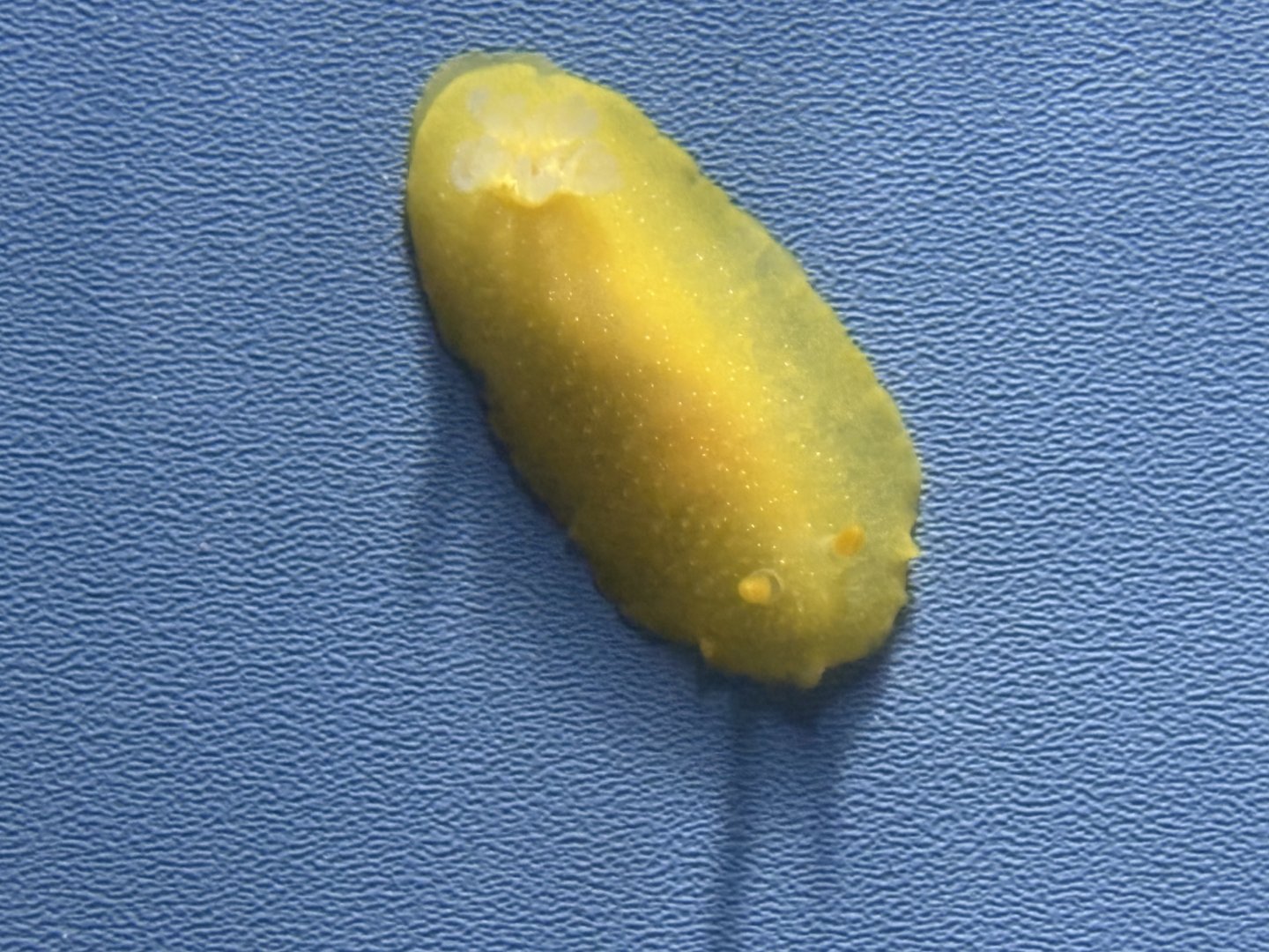 Doriopsilla Nudibranch sp.?