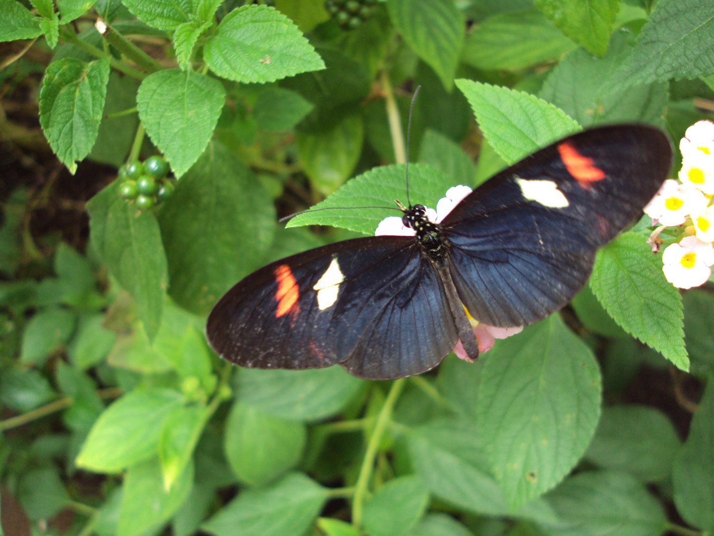 Doris Longwing (Heliconis doris) 28/05/2019