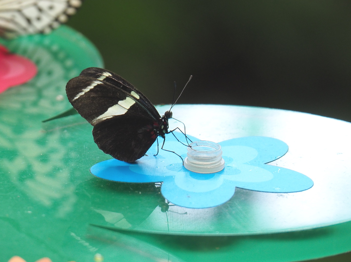 Doris longwing (Heliconius doris), 2021-07-17