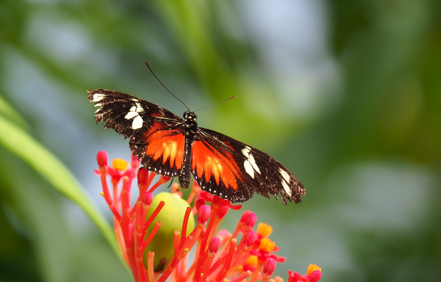 Doris longwing (Heliconius doris), Sep 16th, 2018