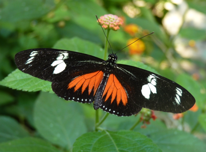 Doris longwing (Heliconius doris)