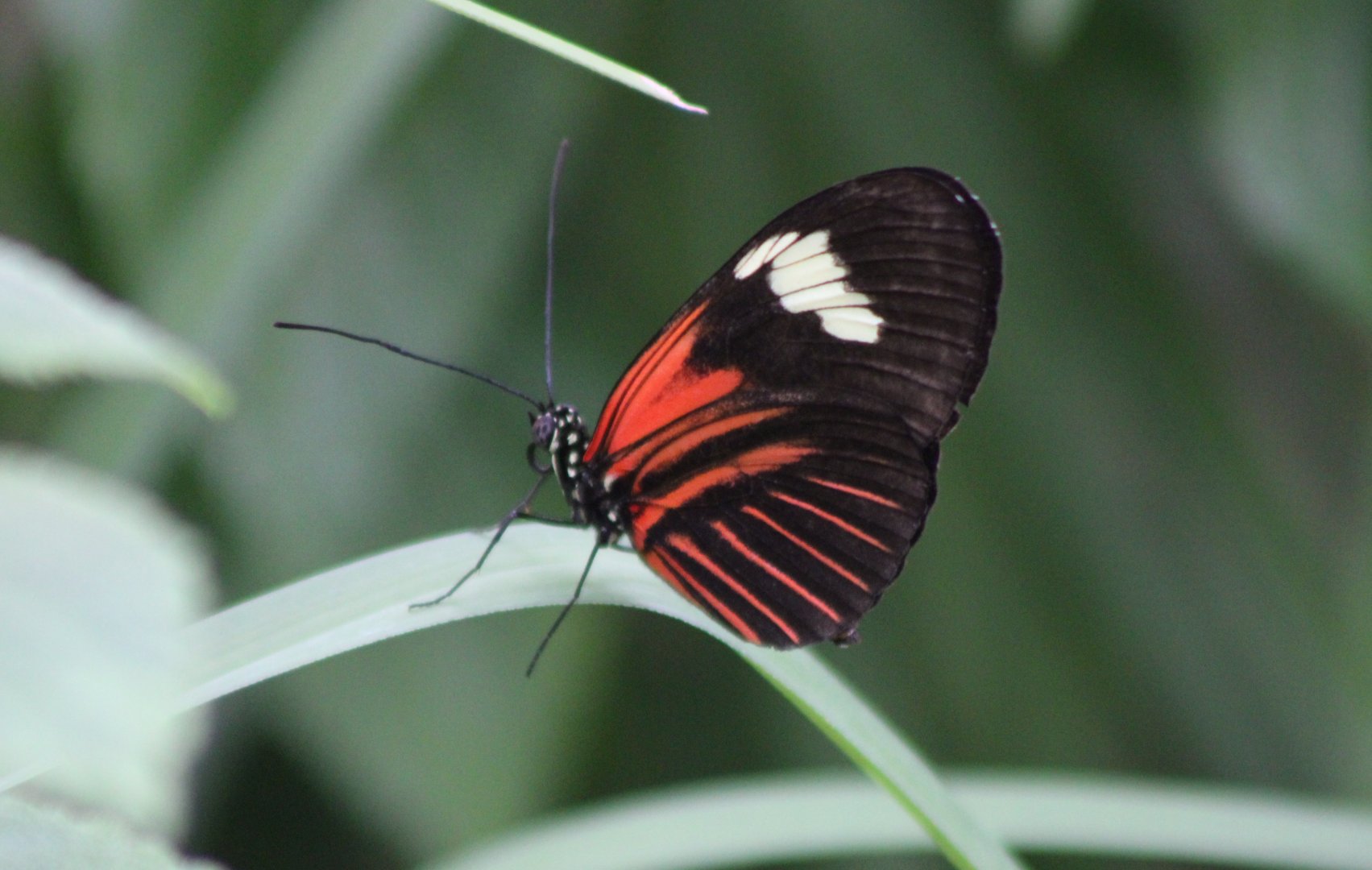 Doris longwing - Heliconius doris