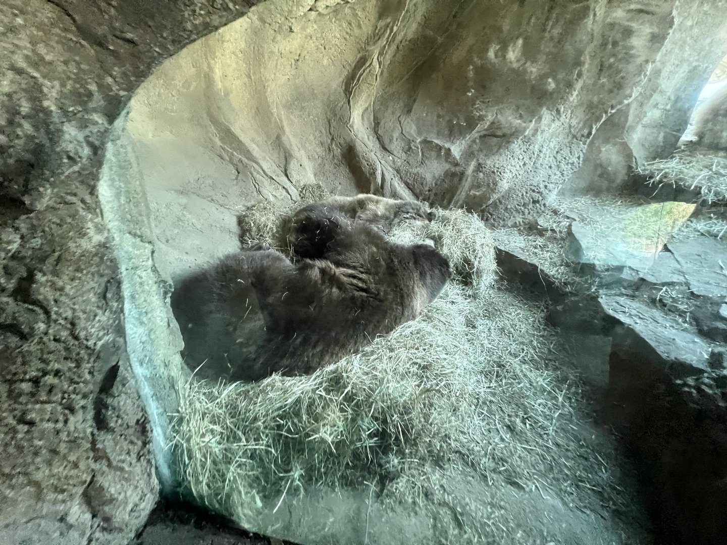 Dormant Brown Bear Exhibit