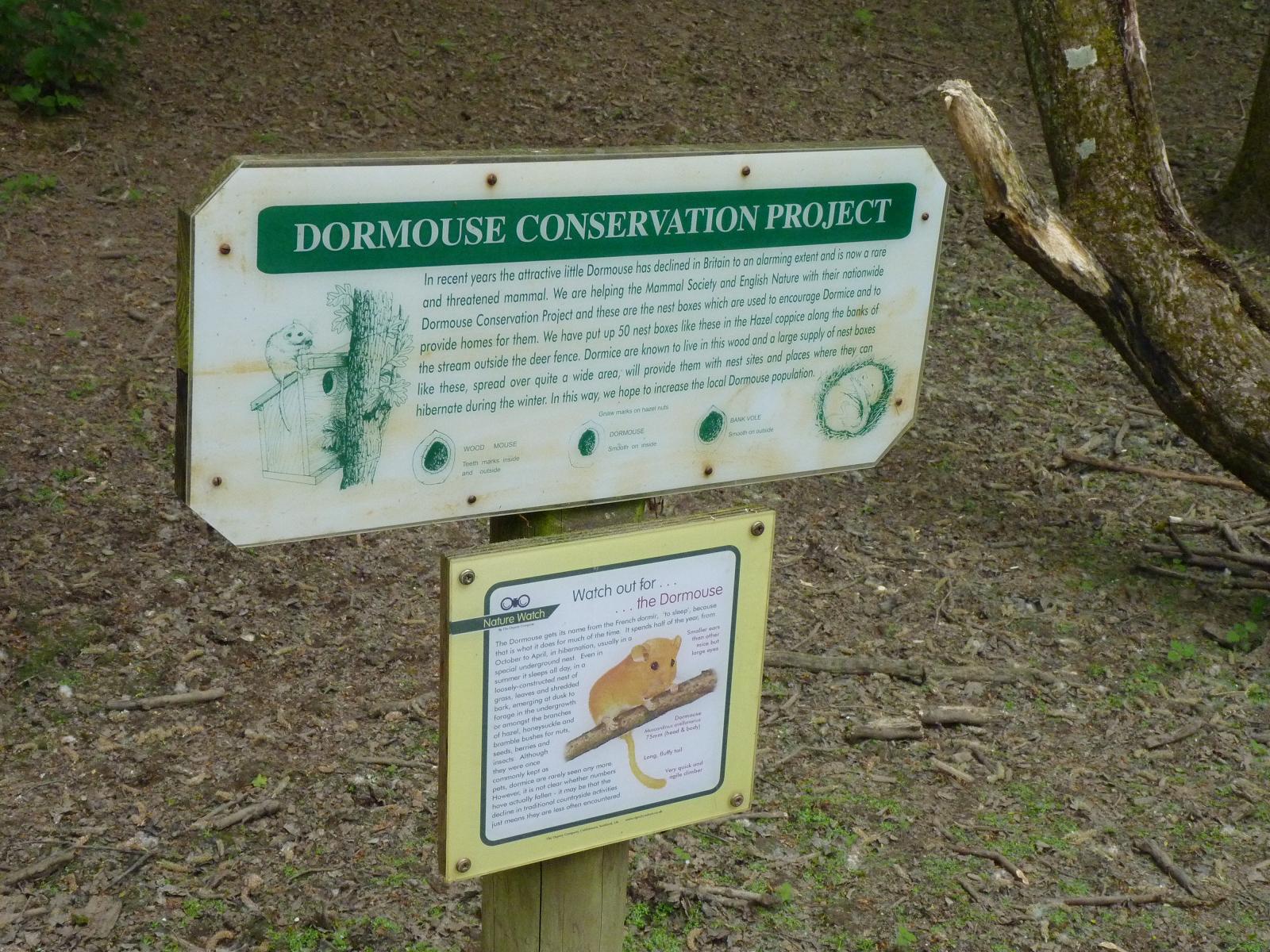 Dormouse Conservation