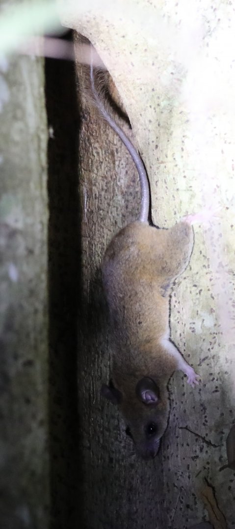 Dormouse or Western Tufted-tailed Rat (Eliurus myoxinus)