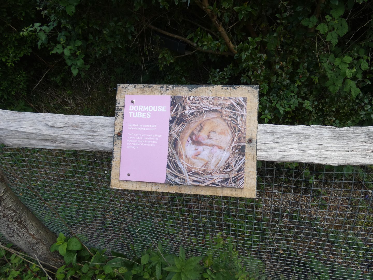 Dormouse tube signage
