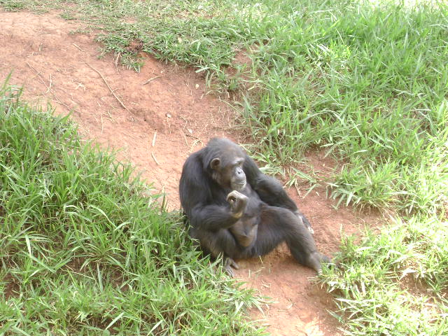 "Dorotéia", the chimpanzee (2008) - Belo Horizonte zoo