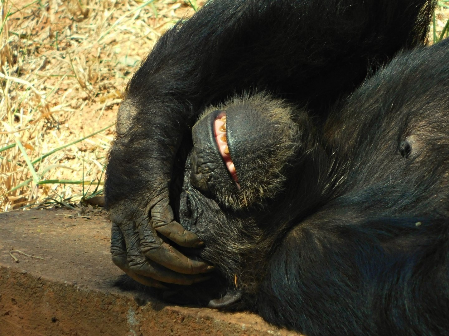 Dorotéia, the chimpanzee - Belo horizonte zoo