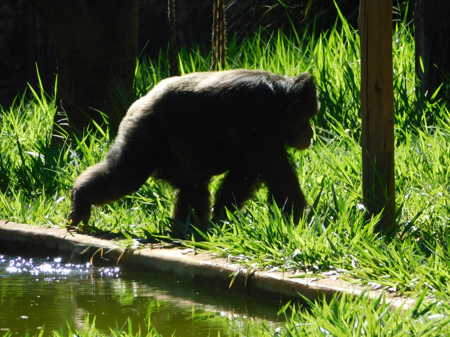 "Dorothea", the 40 yrs old chimpanzee, Belo Horizonte zoo