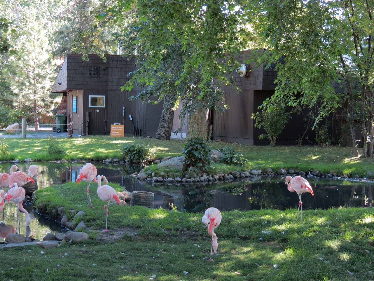 Dorothy Harvie Gardens - Chilean Flamingo Exhibit