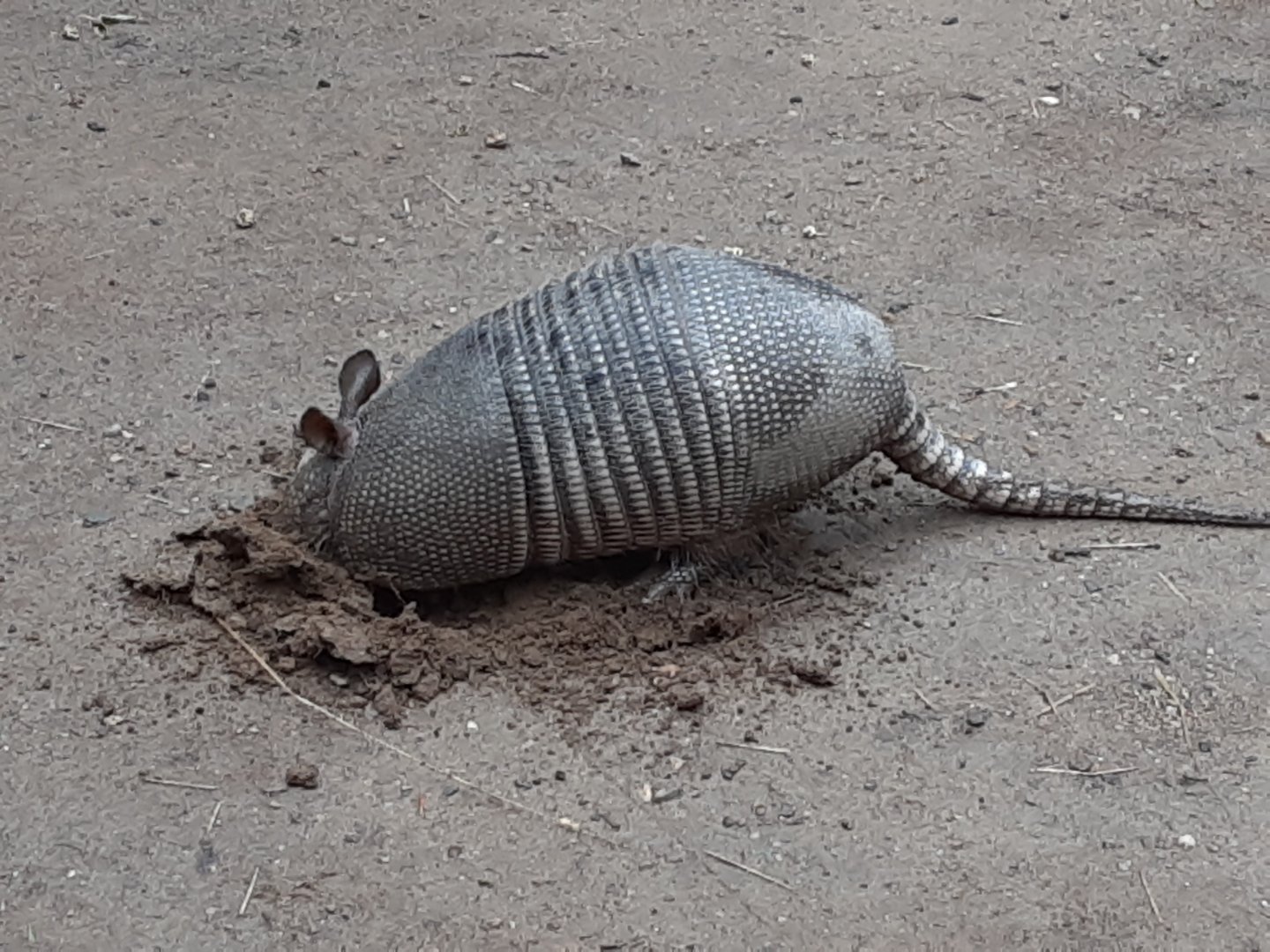 'Dorothy' the Nine-Banded Armadillo - Enjoying a Rainy Morning